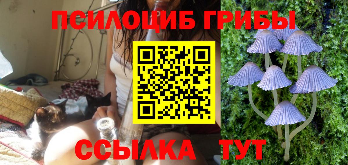 Псилоцибиновые грибы прущие грибы Богданович